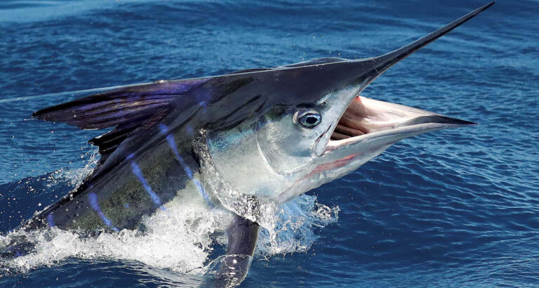fish screamer charters img1 768x410
