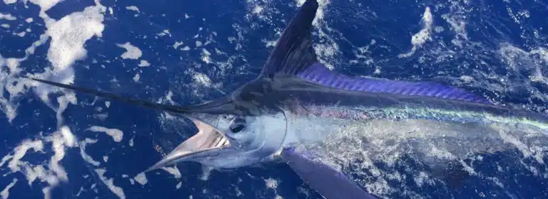 nmb fishing charters img1 768x280