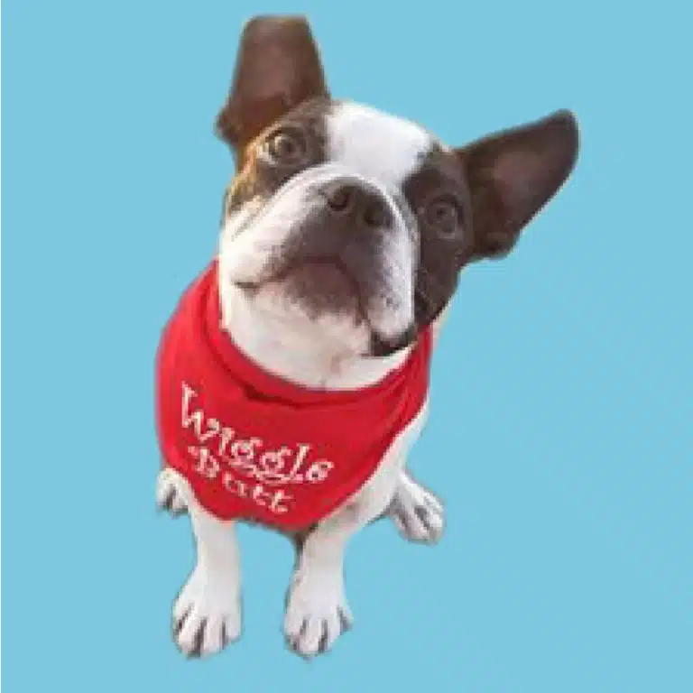 faux paws dog shop 3 768x768