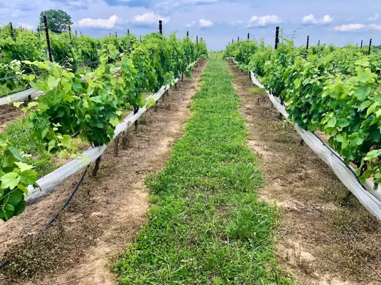 adagio vineyards 3 768x576