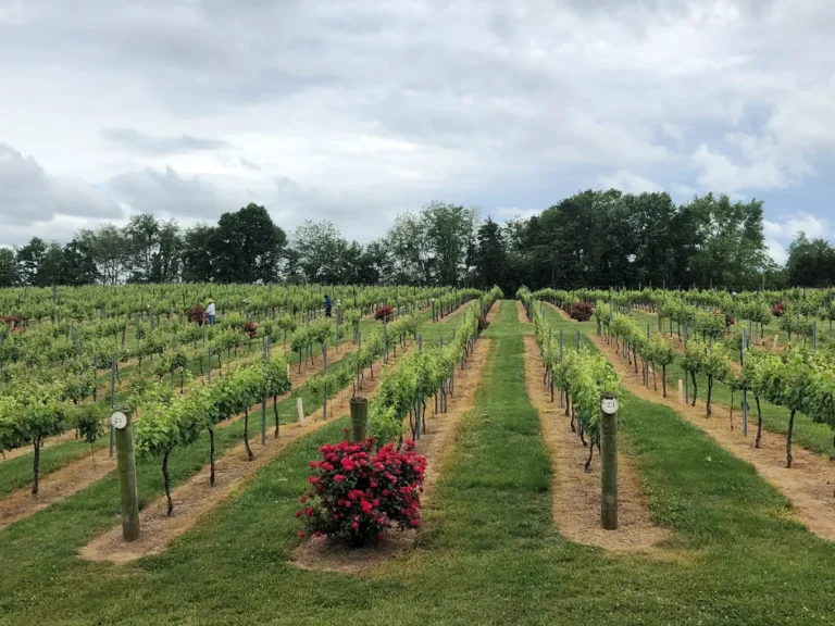 hidden vineyard 1 768x576