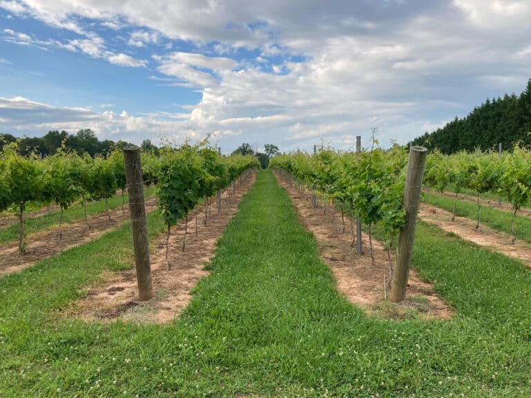 Sotrio vineyards and winery 1 768x576