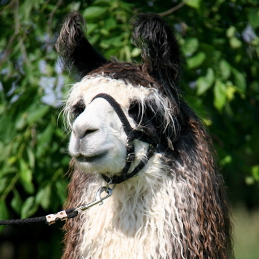 divine llama vineyards 2