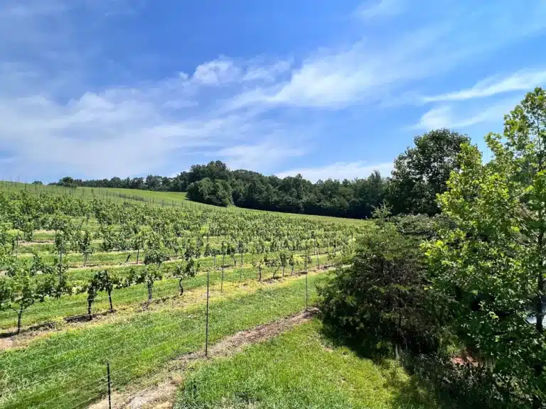 elkin creek vineyard 1 768x576