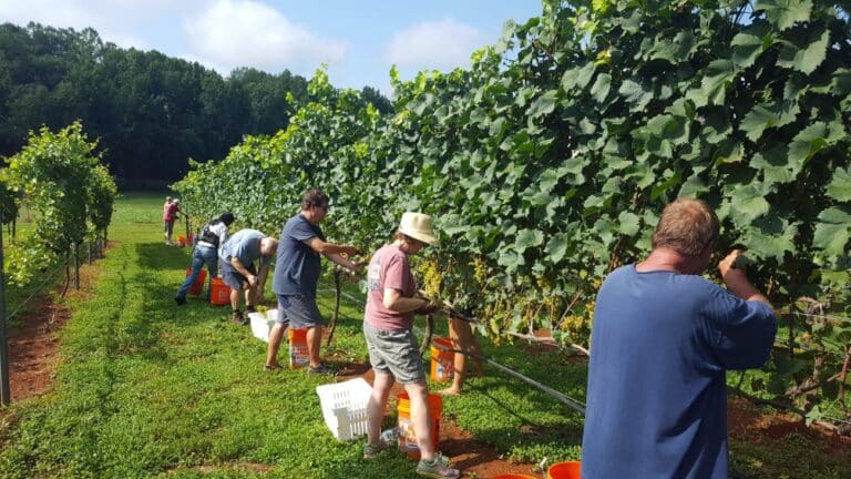 fireclay vineyards 2 768x432