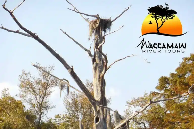 Waccamaw River Tours 1 768x512